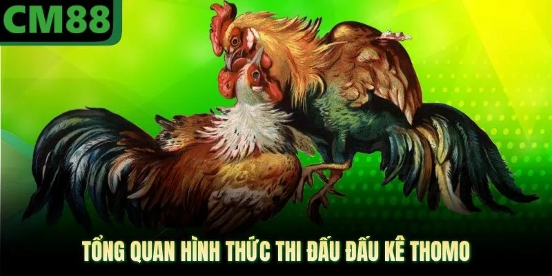 Tổng quan hình thức thi đấu đấu kê thomo
